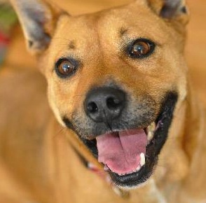 healthy pets adoption