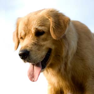 Article_summer_heat_300 Protect your pets from summer heat!
