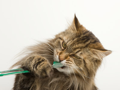 Brushing Pets Teeth