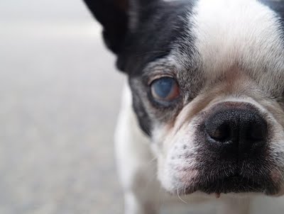 dog cataracts