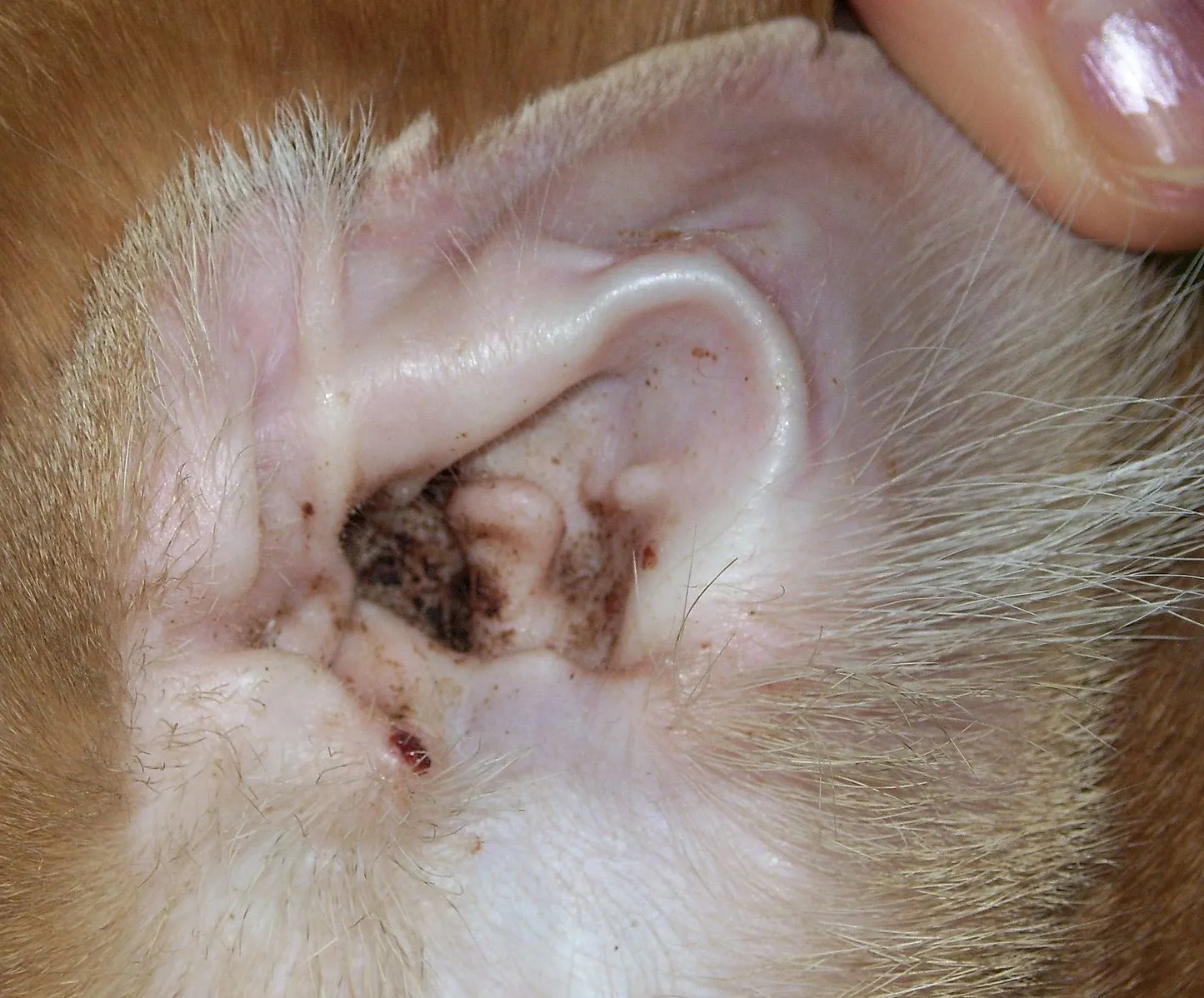 How Do I Treat My Dog's Ear Mites | Oreilles de Papillon ...