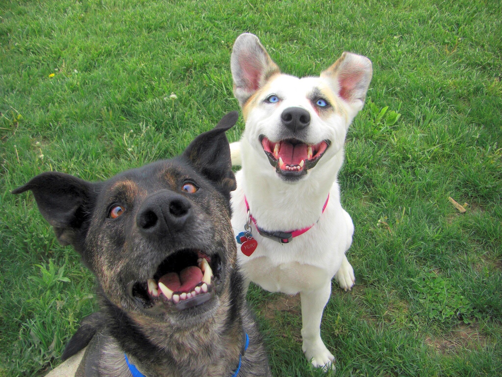 two happy dogs smiling at the camera