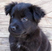 chow lab puppy
