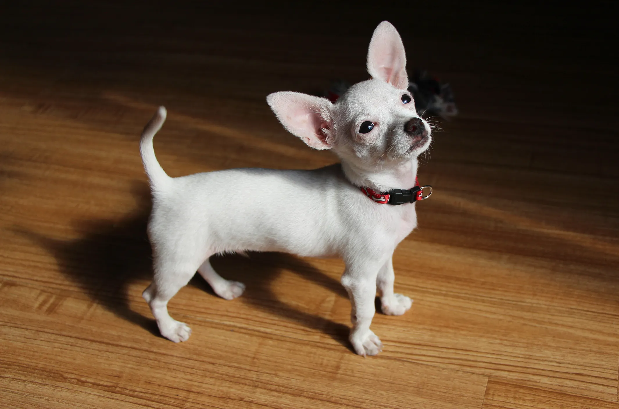 All About Teacup Dogs | Healthy Paws