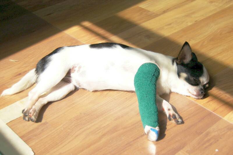 Dogs In Casts