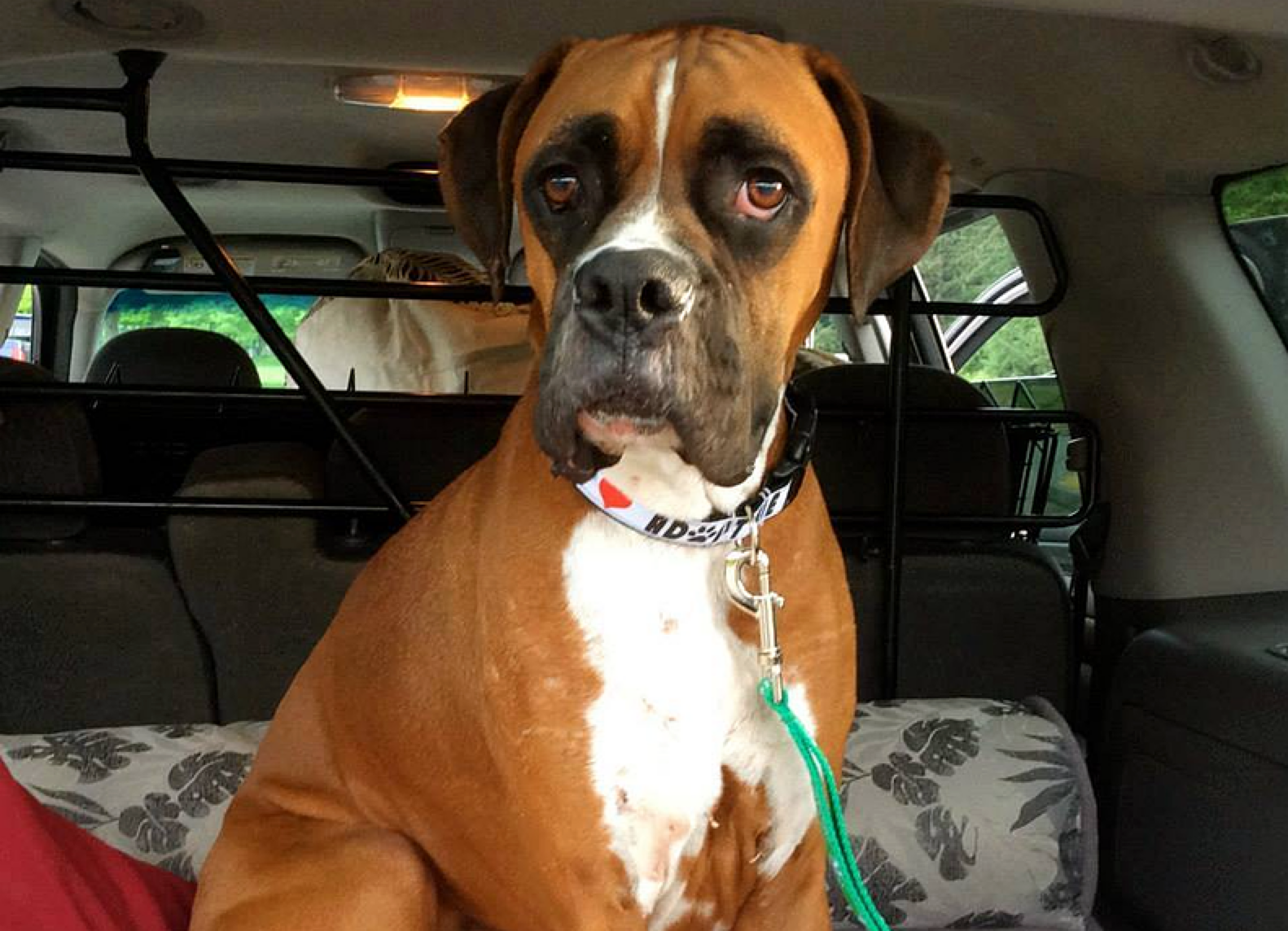 Best Pet Insurance In Washington State / Mate Medium