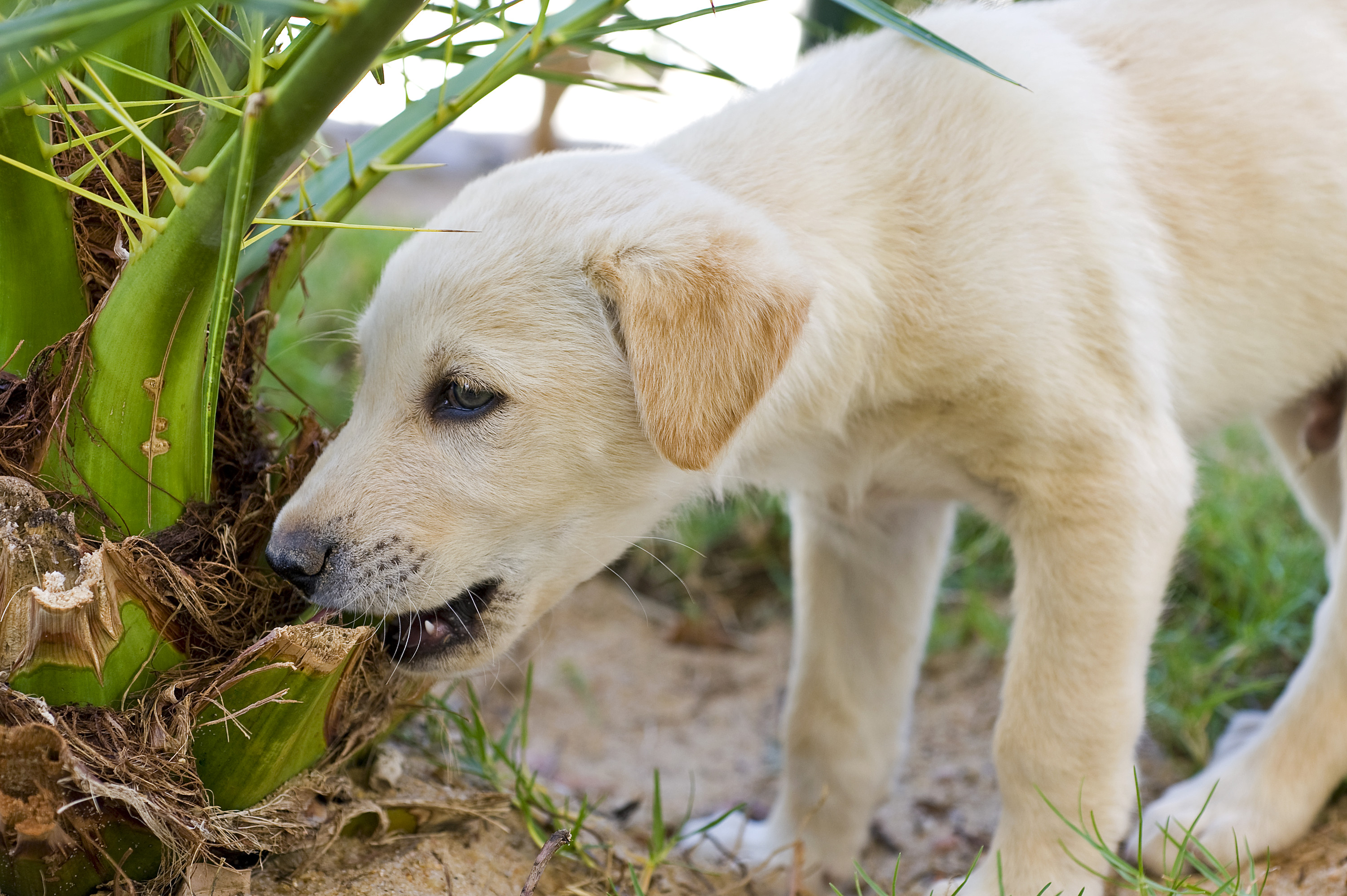 puppy eating toy stuffing