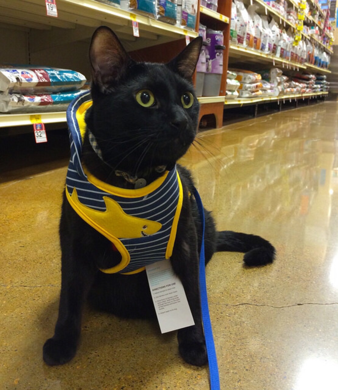 toy cat with leash