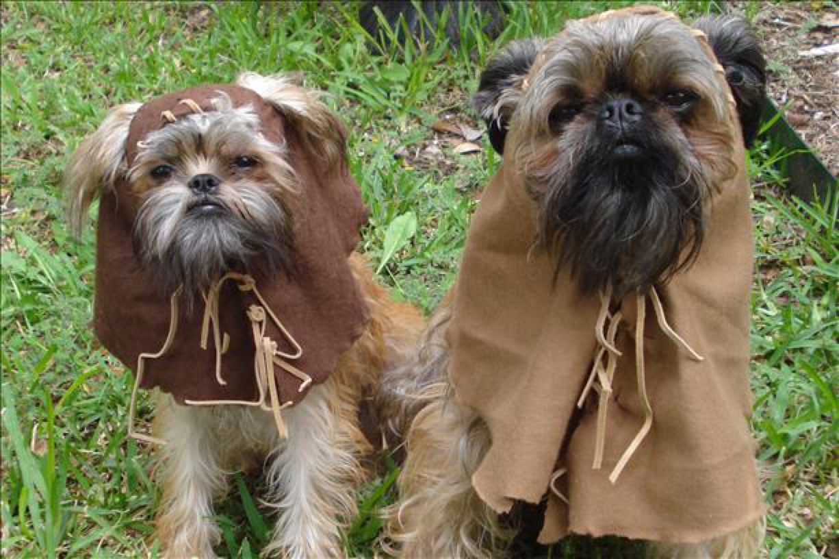 two brussels griffons who look like ewoks