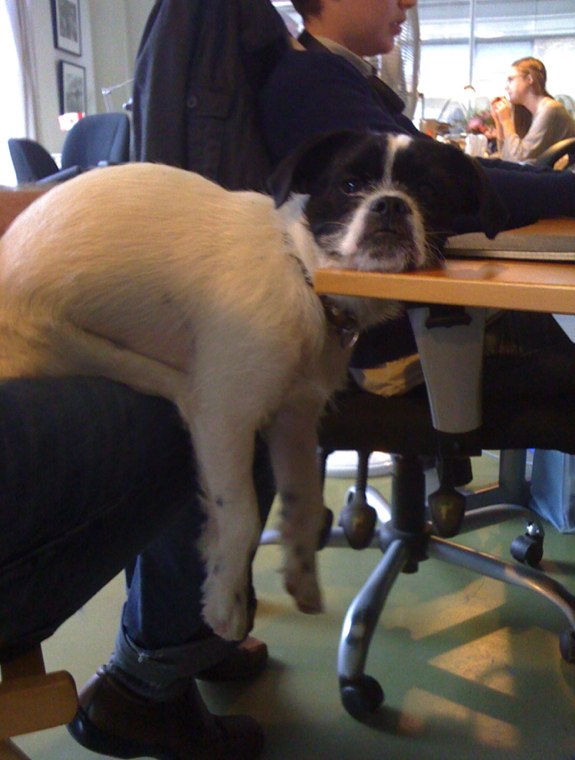 Dog Work
