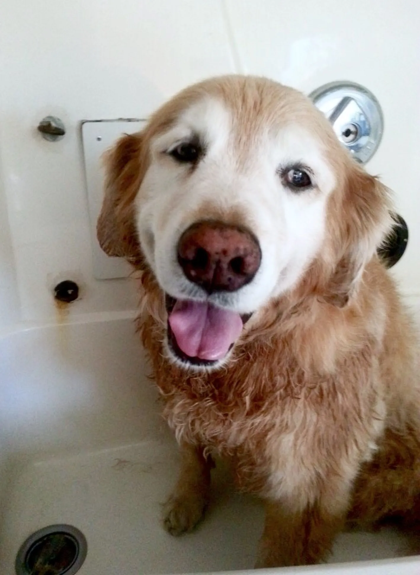 Golden Retriever being groomed