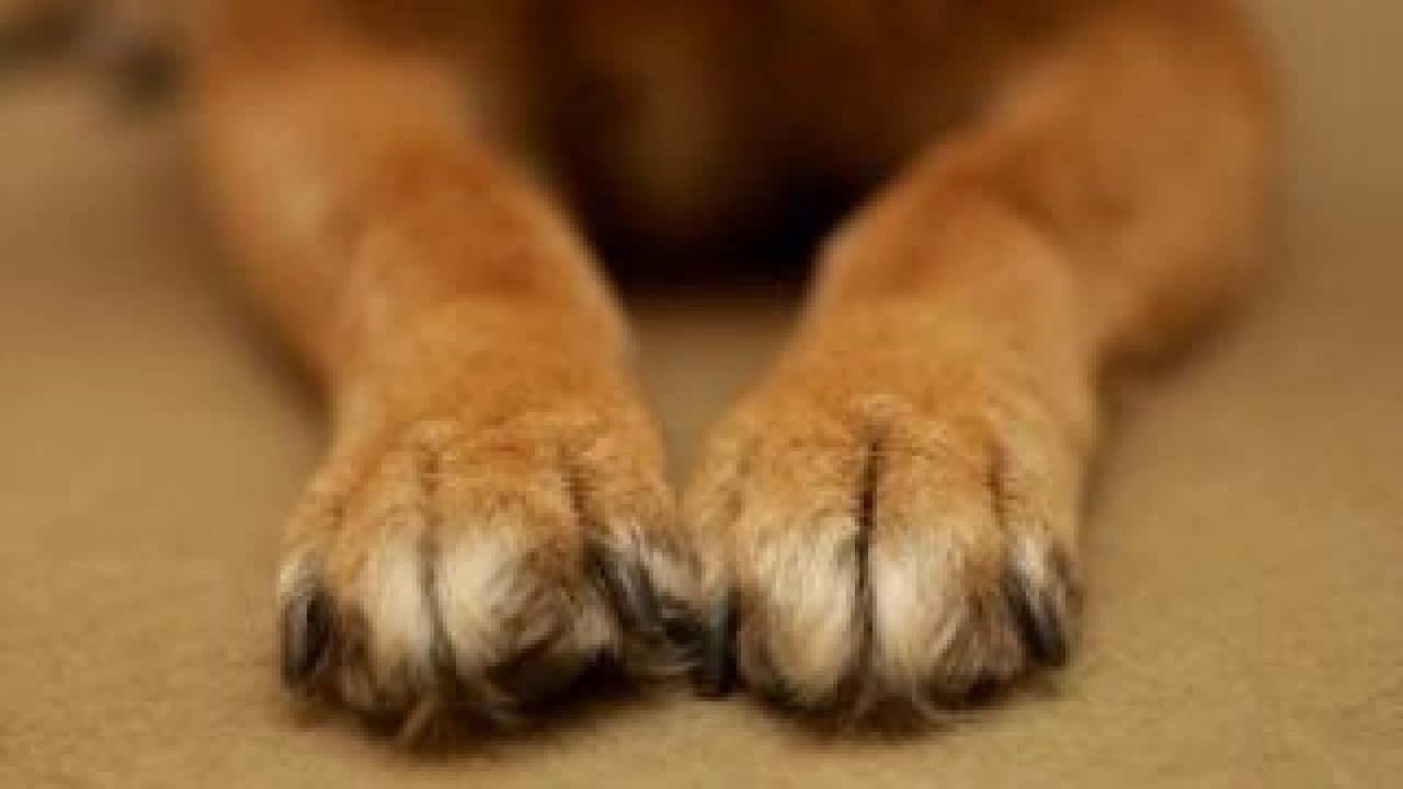Paw Scrapes in Puppies | Healthy Paws