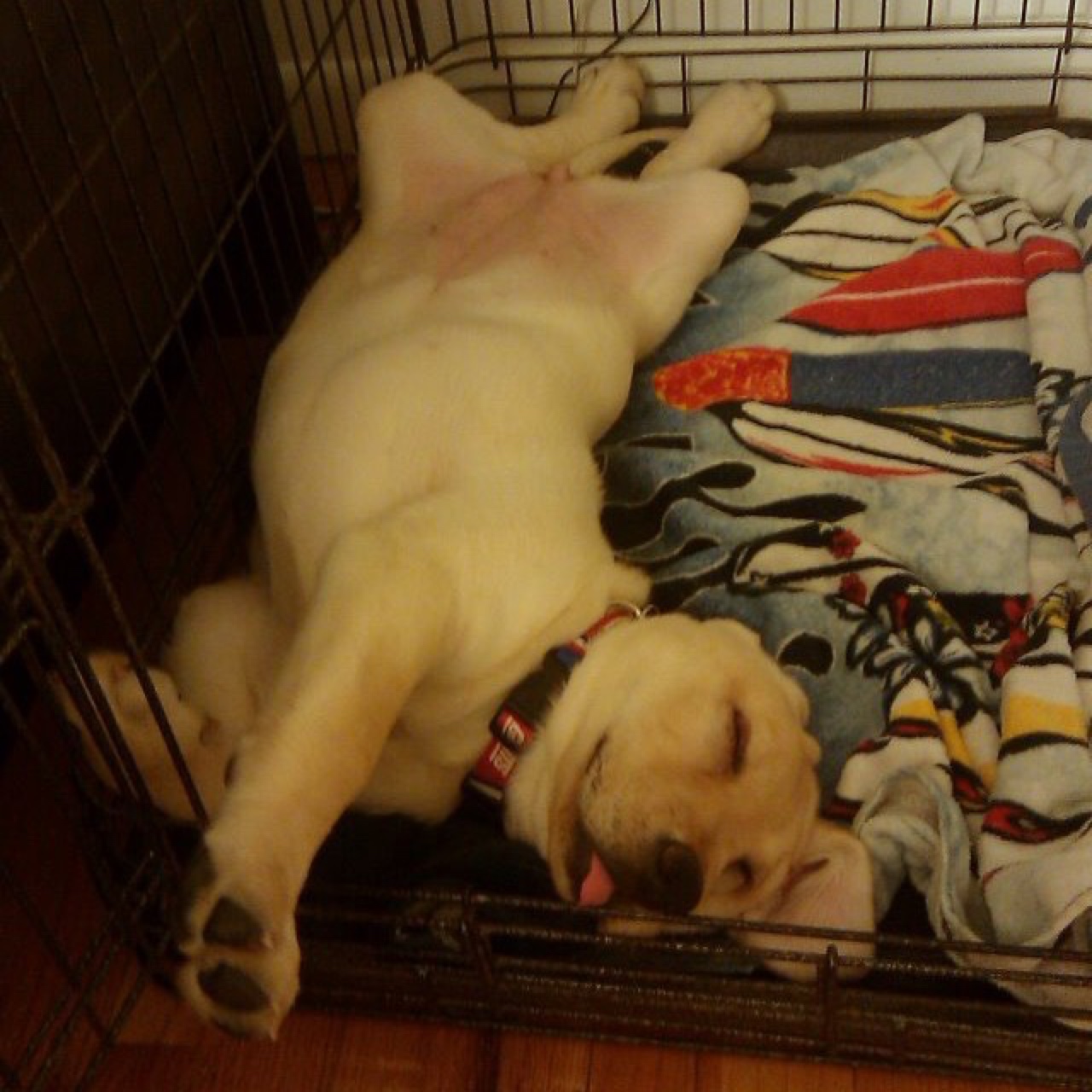 Crate training guide: A labrador happily sleeping in an open crate Reddit.com/user/samsonsimpson9)