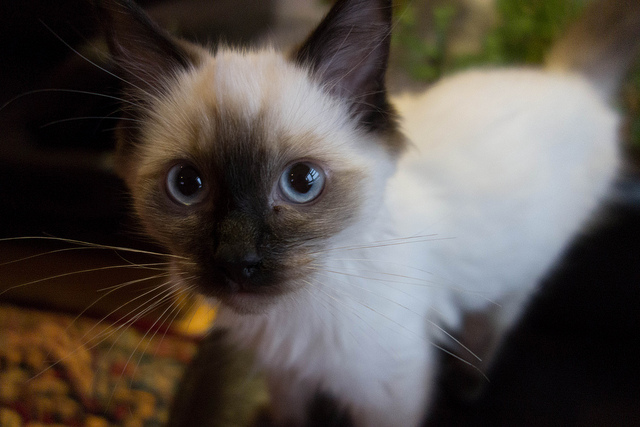 The Ragdoll Cat is the Perfect Snuggle Buddy Healthy