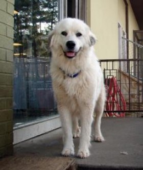great pyrenees paws