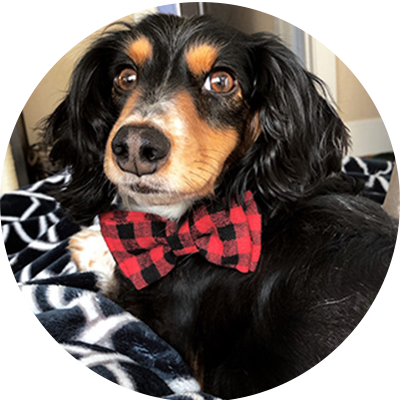 Charlie Dachshund Pain Healthy Paws Cost of Pet Health Care Report 2019