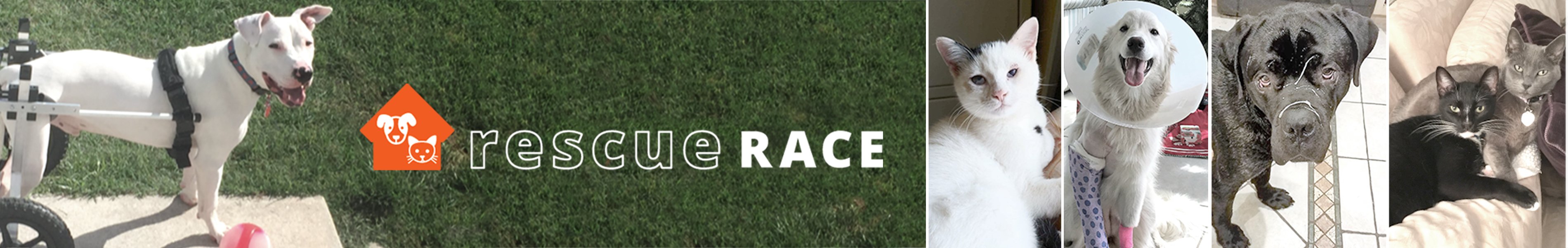 Rescue Race | Healthy Paws Foundation