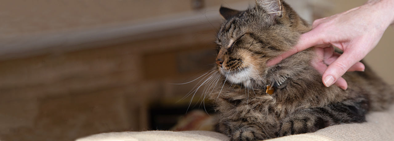 A Healthy Paws insured cat enjoying some gentle pets