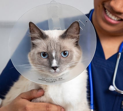 cat at vet hospital