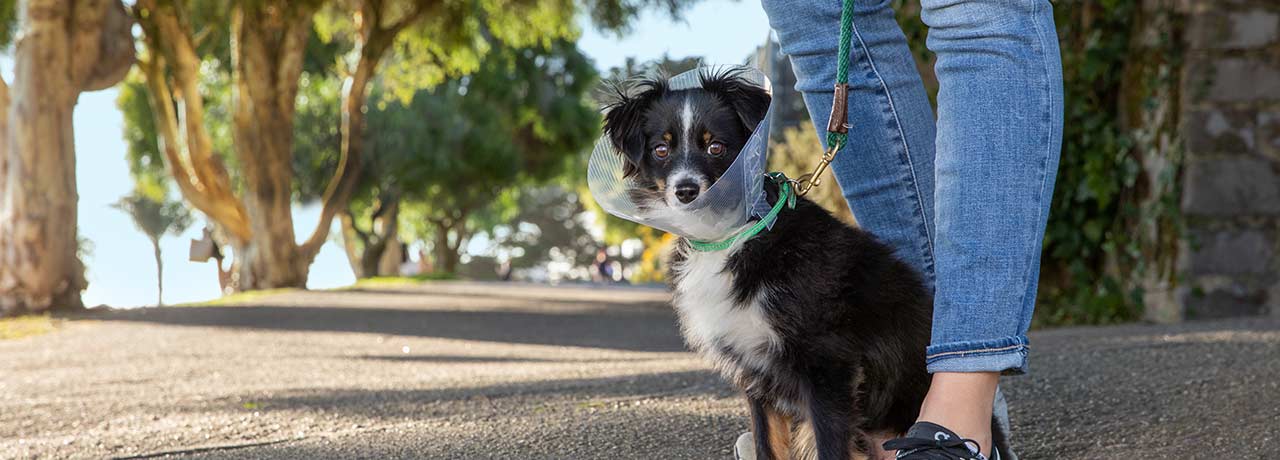 A Healthy Paws insured Miniature Australian Shepherd coming home from the vet with a cone