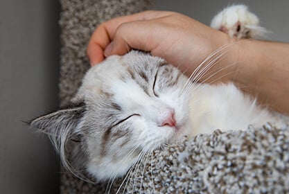British Shorthair kitten with Healthy Paws Kitten Insurance