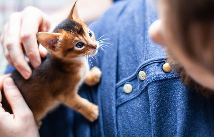 A small calico kitten sits on a person's chest as the person gently pets it with one hand.