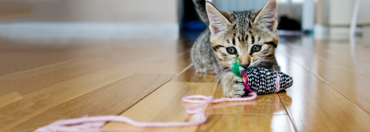 Cat Insurance & Kitten Insurance | Healthy Paws Pet Insurance