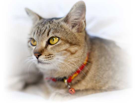 Are Achromatic Cats Rattling Harmful?