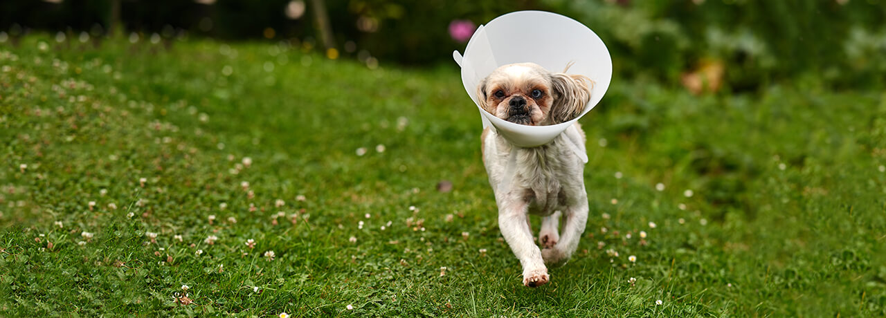 Small dog wearing cone of shame