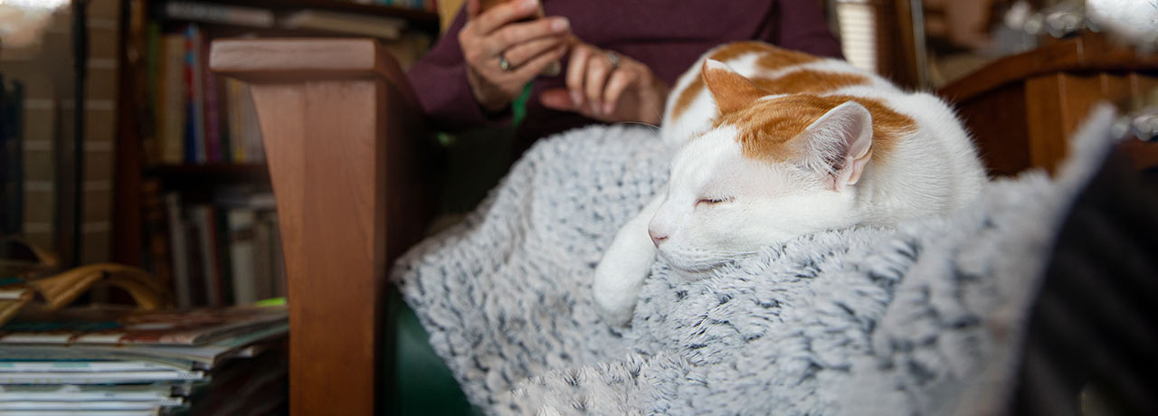 A mixed breed cat takes a nap on its owner’s lap.
