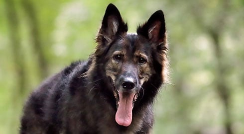 Lupa, a German Shepherd dog