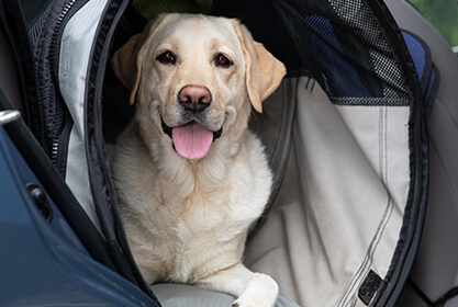 Top Rated Dog & Puppy Insurance Plan Top Rated Dog & Puppy Insurance Plan
