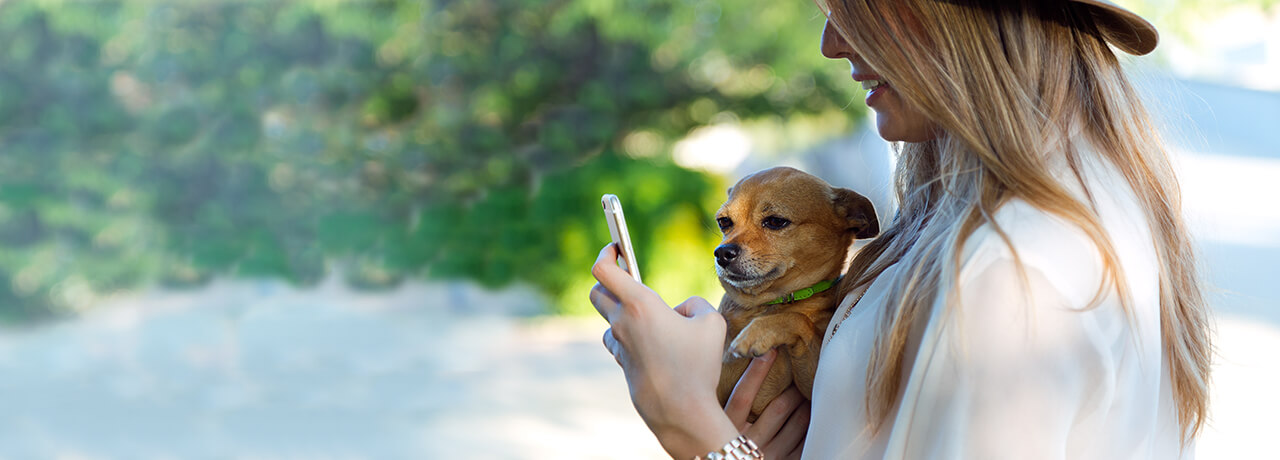 Chihuahua watching owner text from iPhone