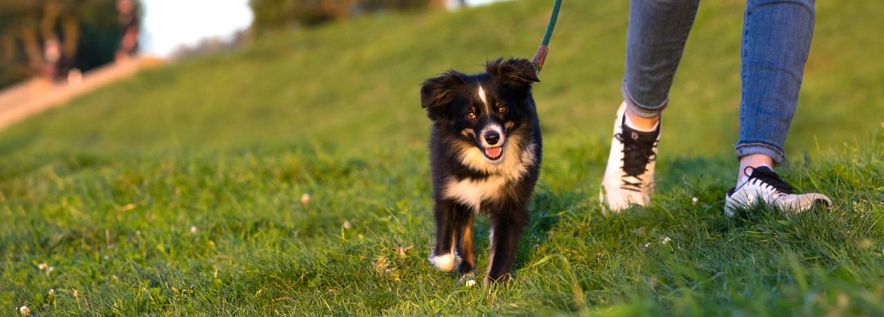 A small mixed breed dog takes a walk in the park with its owner.
