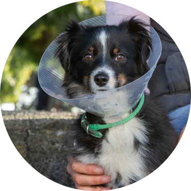 person holding small black and white dog wearing a cone collar