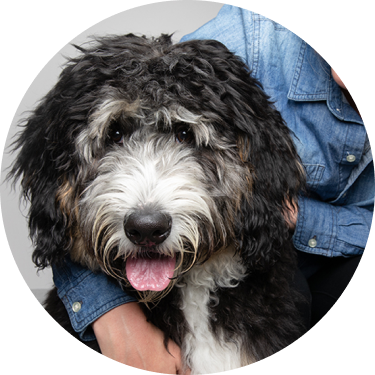 close-up of woman hugging scruffy Bernedoodle dog