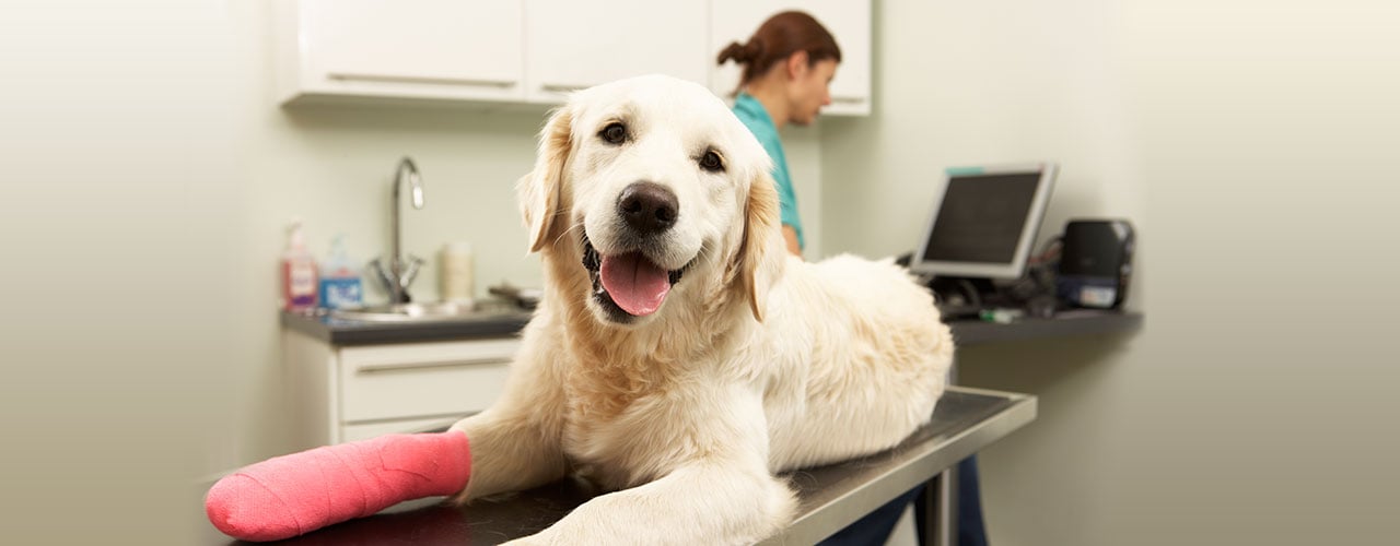 Pet Insurance Coverage | Healthy Paws Pet Insurance