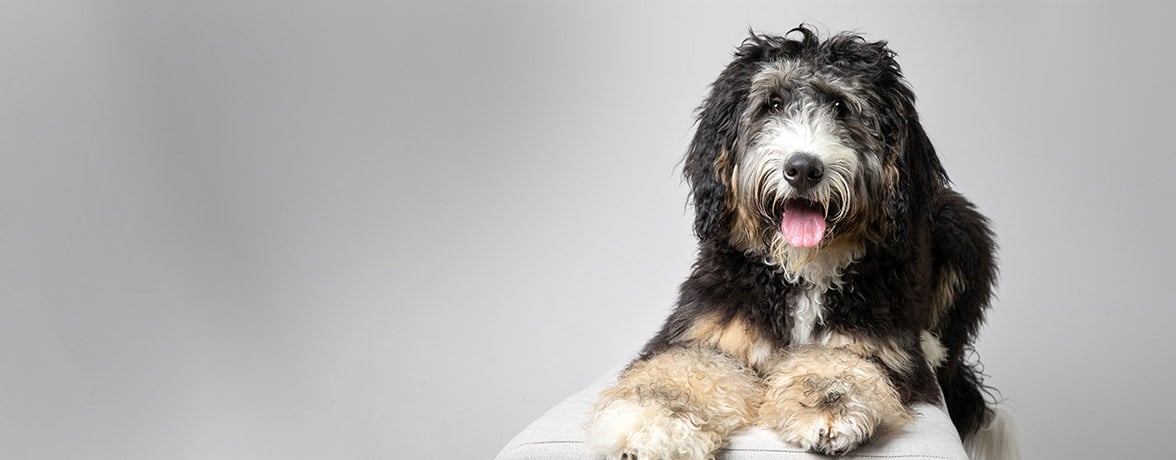 Puppy poodle being held by pet parent