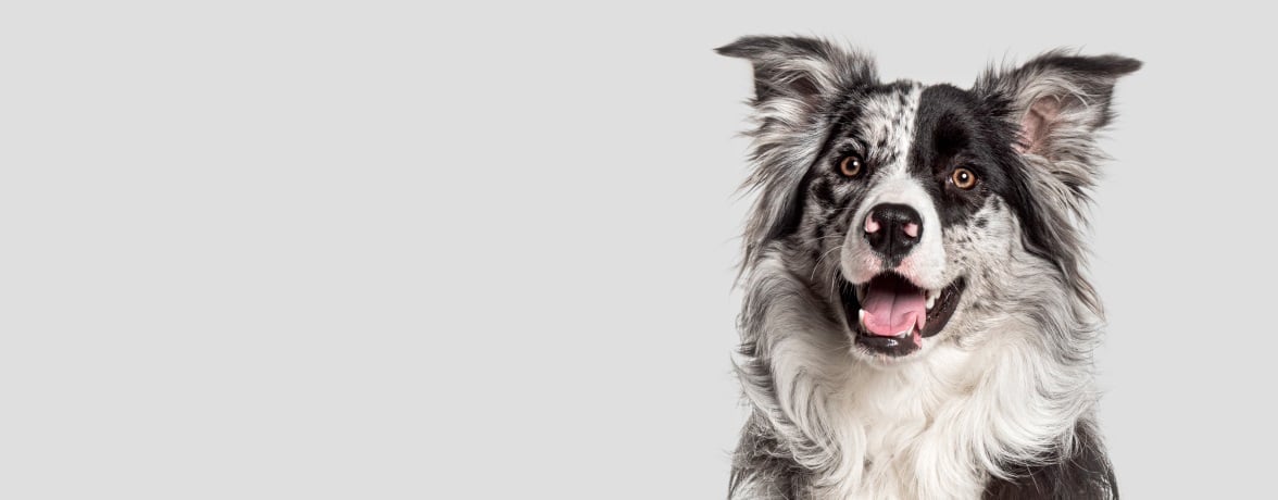close up of fluffy gray and white dog on white background