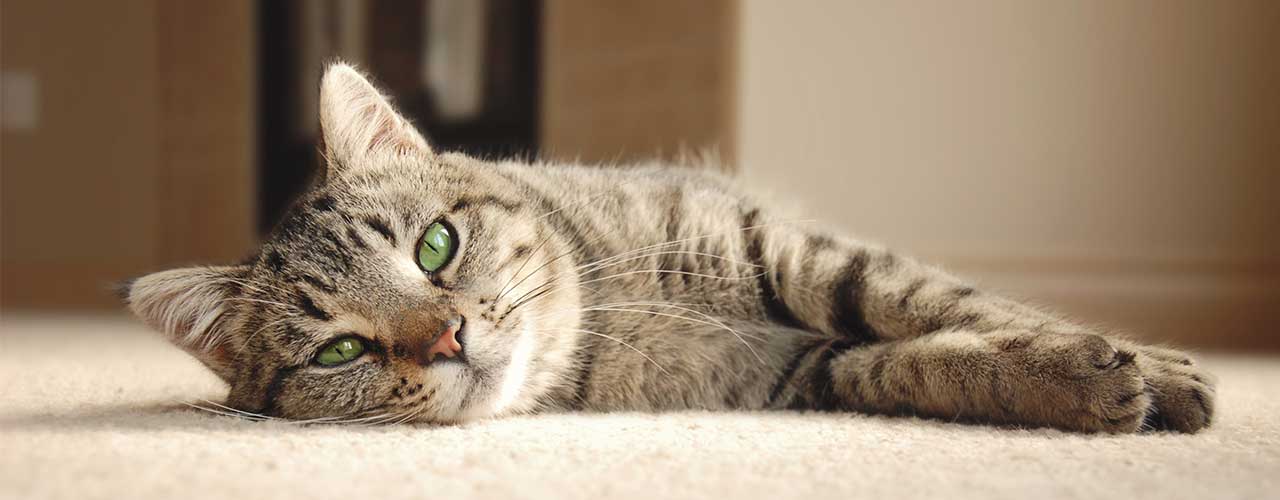 Compare Healthy Paws Pet Insurance Vs Aspca Healthy Paws Compare Healthy Paws Pet Insurance Vs Aspca Healthy Paws