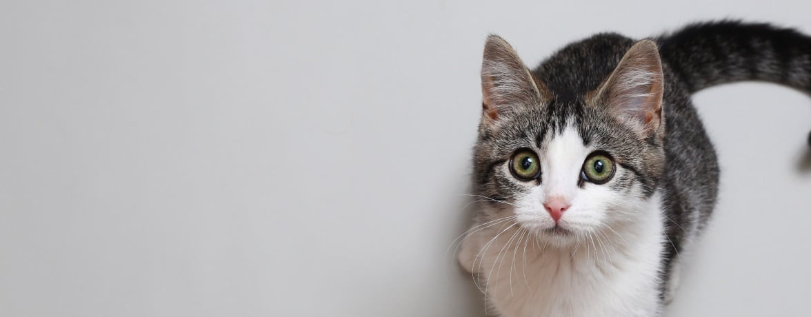 Close up of gray and white cat with green eyes with white background