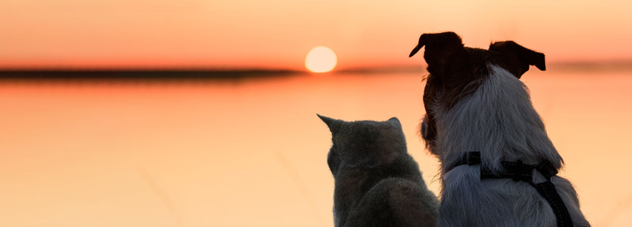 A dog and cat at sunset