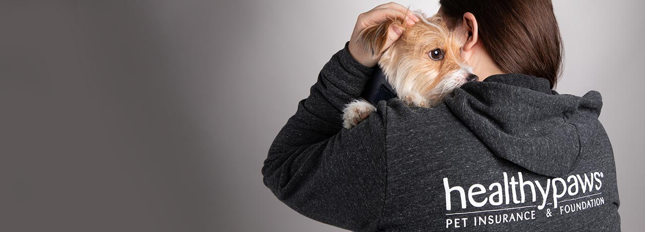 A terrier getting comforted by its owner