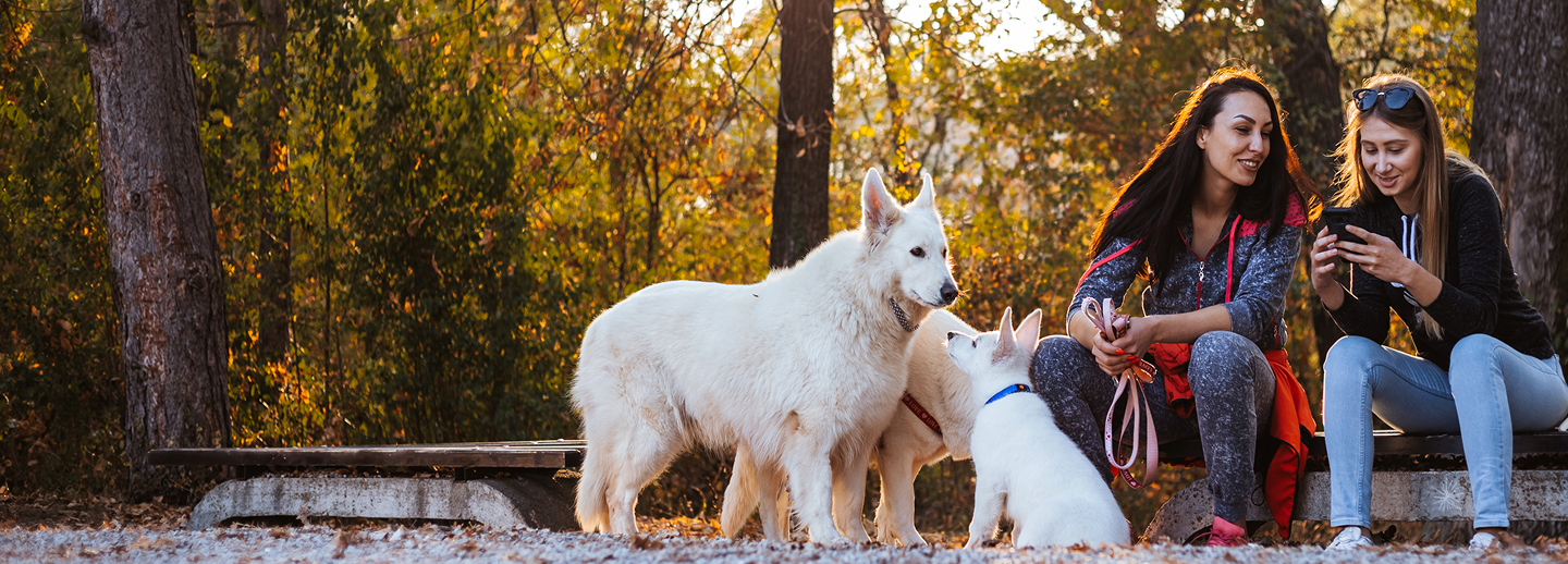 Two women sit on park bench chatting while their 3 dogs greet each other