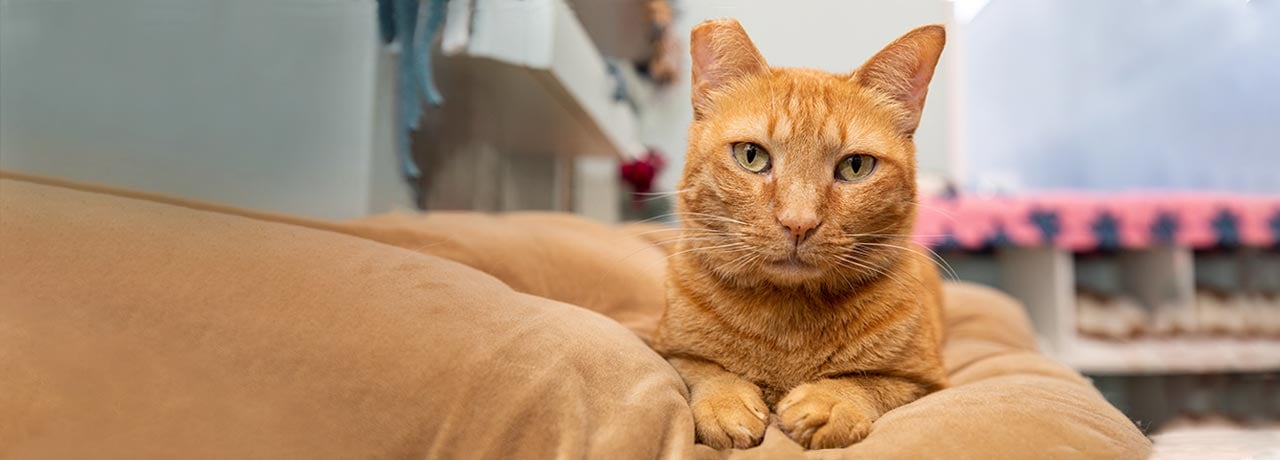 An orange tabby cat relaxing at a pet adoption organization