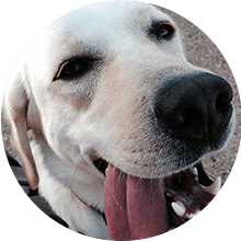 Rosie the Lab dog happily waits for a treat after successful treatment from eating grapes