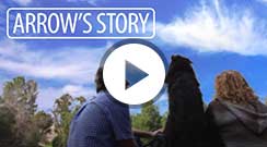 arrow dog video