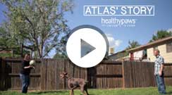 atlas dog video