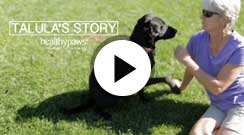 talula dog video