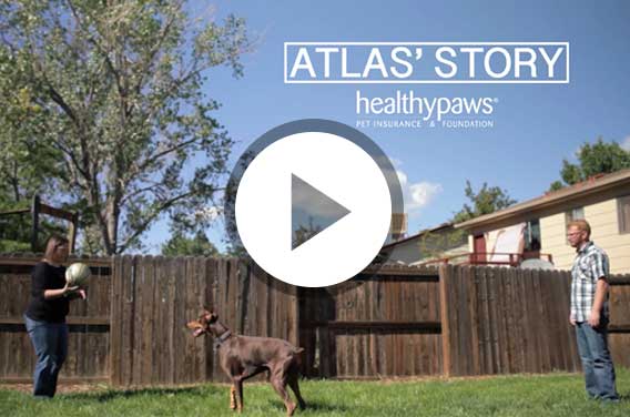 Video of Atlas the Doberman